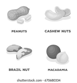 Peanuts, cashews, brazil nuts, macadamia.Different kinds of nuts set collection icons in monochrome style vector symbol stock illustration web.