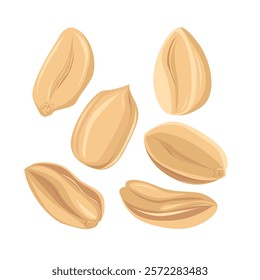 Peanuts. For design projects, food packaging, advertising, or creating educational materials, ideal for use in food-related branding, health-conscious products, or culinary-themed artwork,