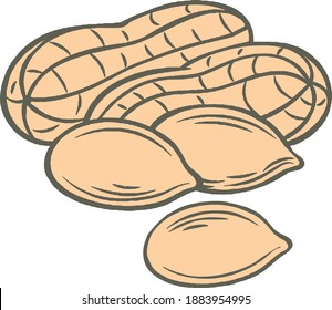 Peanuts Drawing, Vector hand drawn Peanut nut for template label, Retro sketch style. illustration.