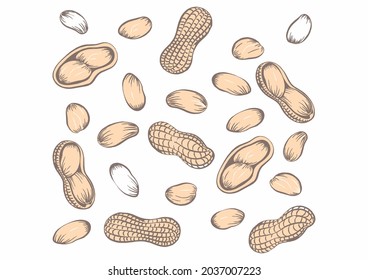 Peanuts Drawing, Vector hand drawn Peanut nut for template label, Retro sketch style. illustration, Background.