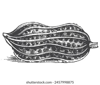 Peanuts engraved sketch. Hand drawn retro style vector illustration of organic food. Seeds and shells. Single and group. Vintage engraving art. Isolated on white background.