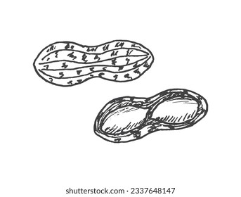 Peanuts, groundnut hand drawn illustration