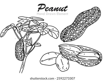 Peanuts hand drawn black outline vector shape, simple, coloring page, agricultural produce, foodstuff, vegetable