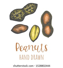 Peanuts hand drawn colored illustration, isolated vector design element.