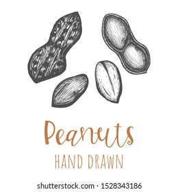 Peanuts hand drawn illustration, isolated vector design element.