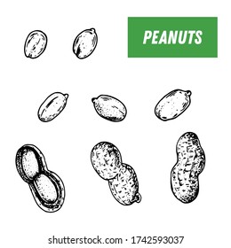 Peanuts hand drawn sketch. Nuts vector illustration. Peanuts nuts. Organic healthy food. Great for packaging design. Engraved style. Black and white color.