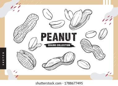 Peanuts, Hand drawn sketches, Grains Collection