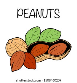 Peanuts in hand drawn style. Colored nuts isolated on white background in retro style.
