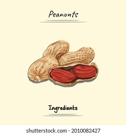 Peanuts Illustration Sketch And Vector Style. Good to use for restaurant menu, Food recipe book and food ingredients content.
