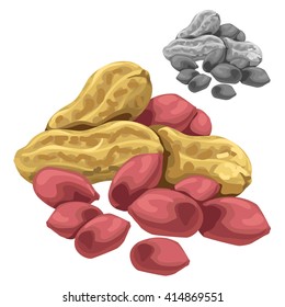 Peanuts isolated on white background. Vector cartoon close-up illustration.