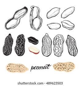 Peanuts isolated on white background. Vector set, elements for design.
