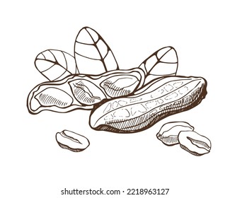 Peanuts and leaves on white background. Hand drawn vector illustration.