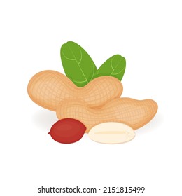 Peanuts nuts in cartoon style, vector illustration, realistic isolated peanuts for your product, fresh whole, leaves and nuts on a white background.vector