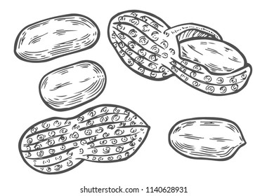 Peanuts nuts isolated. Vector illustration of food. Vintage engraving art. Hand drawing plants. Black and white sketch.
