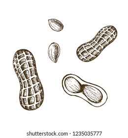 Peanuts nuts realistic isolated. Vector illustration of food. Vintage engraving art. Hand drawing plants. Black and white sketch.