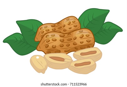 Peanuts, nuts, VECTOR