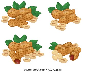 Peanuts, nuts, VECTOR