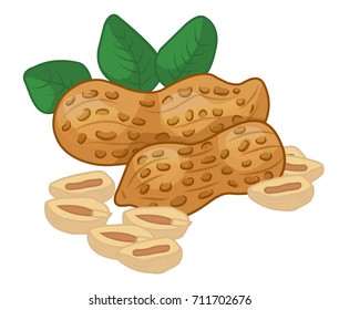 Peanuts, nuts, VECTOR