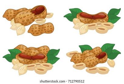 Peanuts, nuts, VECTOR