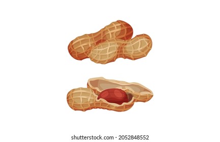 Peanuts in nutshell set. Peeled and unpeeled kernels. Organic healthy product vector illustration