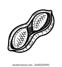 Peanuts in open shell. Hand drawn doodle vector. Ripe bean nut. Natural food. Organic ingredient. Grains seeds kernels. Agricultural plant. Farm product. Illustration line art element.