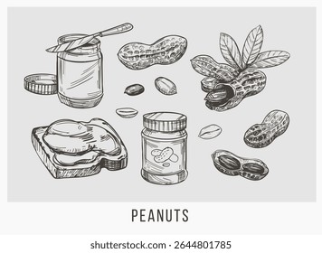 Peanuts, peanut butter, nuts, hand drawn sketch, realistic vector illustration
