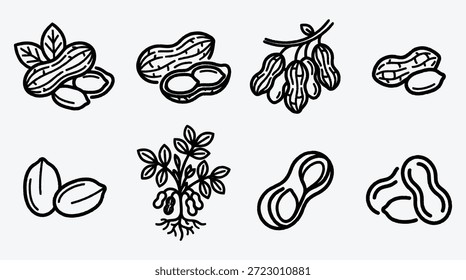 Cacahuetes e ilustraciones de plantas de cacahuete en varias etapas y formas de diferentes tipos mostrados