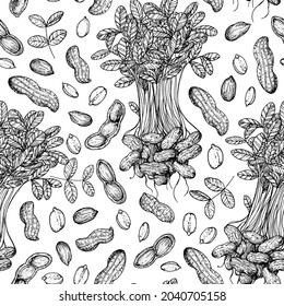 Peanuts and peanut root, plant - seamless pattern. Hand drawn vector illustration. Background in sketch style. Design template for food packaging. Vintage print.