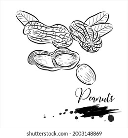 Peanuts plant line vector illustration