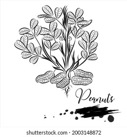 Peanuts plant line vector illustration