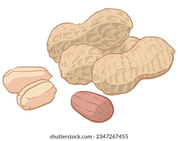 Peanuts Seed Groundnuts Pod Shell Cartoon