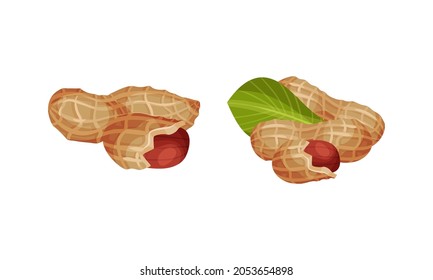 Peanuts set. Peeled and unpeeled kernels vector illustration