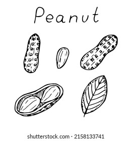 Peanuts set vector illustration, hand drawing sketch