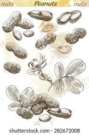 peanuts set of vector sketches on an abstract background