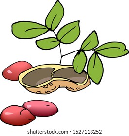 peanuts with shell and leaves vector illustration in ink isolated on white background  in hand drawn style