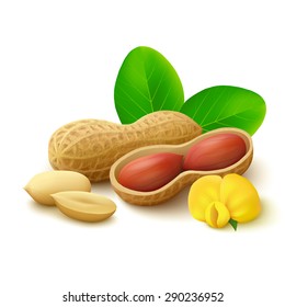 Peanuts in shell with open half, peeled kernels, flower and leaves isolated on white background. Realistic vector illustration.