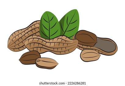 Peanuts in the shell, peeled peanuts, leaves. Color botanical vector illustration on a white background. Template for label, packaging, logo.