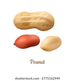 Peanuts shelled and with shell. Vector realistic groundnuts, natural farm product. Source of butter, oil and flour. Raw or roasted earthnuts. Vegetarians and vegan source of protein and vitamins