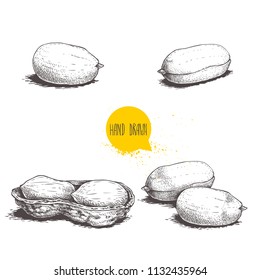 Peanuts sketch set. Hand drawn retro style vector illustrations of organic food. Vintage engraving art. Isolated on white background.