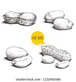 Peanuts sketch set. Hand drawn retro style vector illustrations of organic food. Seeds and shells. Single and group. Vintage engraving art. Isolated on white background.