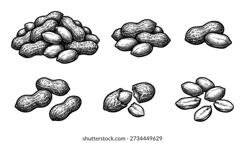 Peanuts sketch vector set in vintage style engraving. Organic roasted snack food. Salty groundnut also known as Arachis hypogaea.