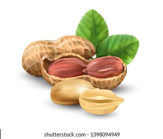 Peanuts in vector 3D illustration realistic. For packaging with peanut butter, nut mix. Vegetable protein for vegetarians, a useful product.