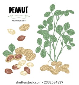 Peanuts vector illustration. Hand drawn Peanut plant with ripe nuts isolated on white background. Vintage colorful sketch style.