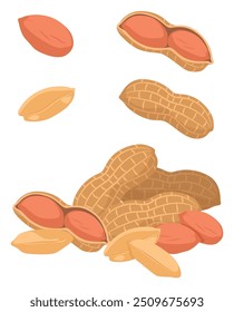 Ilustración vectorial de cacahuetes aislada sobre fondo blanco. Cacahuete, cacahuete con piel, cáscara, cáscara abierta. Conjunto de maníes