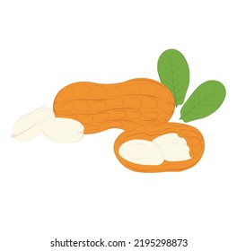 Peanuts vector stock illustration. A nut in a shell. Sweet dessert, peanut butter. Protein. Isolated on a white background.