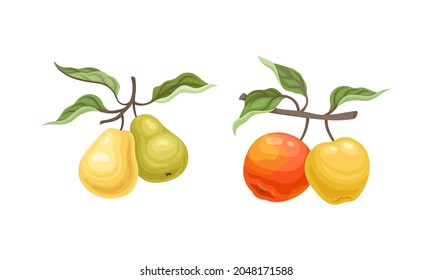 Pear and Apple Branch with Hanging Ripe Pomaceous Fruit Vector Set