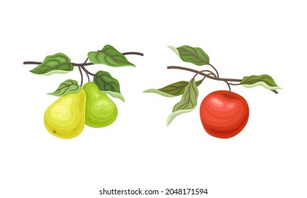 Pear and Apple Branch with Hanging Ripe Pomaceous Fruit Vector Set