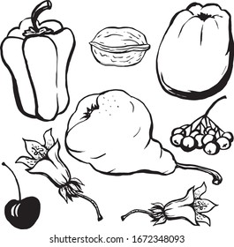 Pear, Apple, sweet pepper, quince, walnut, viburnum berries, cherry, bell flower are drawn in black ink with a brush in Chinese style, vector illustration on a white background