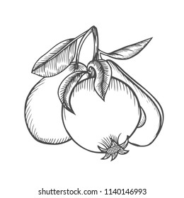 Pear avocado and pomegranate currant, branches, leaves isolated on white background. Hand drawing. Vintage. Black and white. Vector.