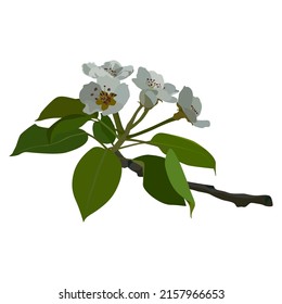 Pear blossom, flat vector isolated illustration. Flowering pear tree branch, blooming spring nature.